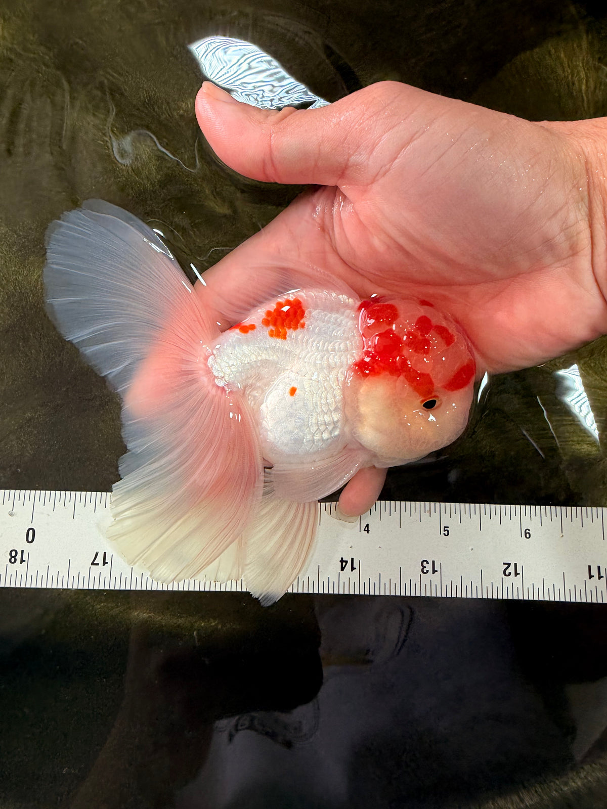 A Grade Red White Oranda Male 5-5.5 inches #102326OR_22