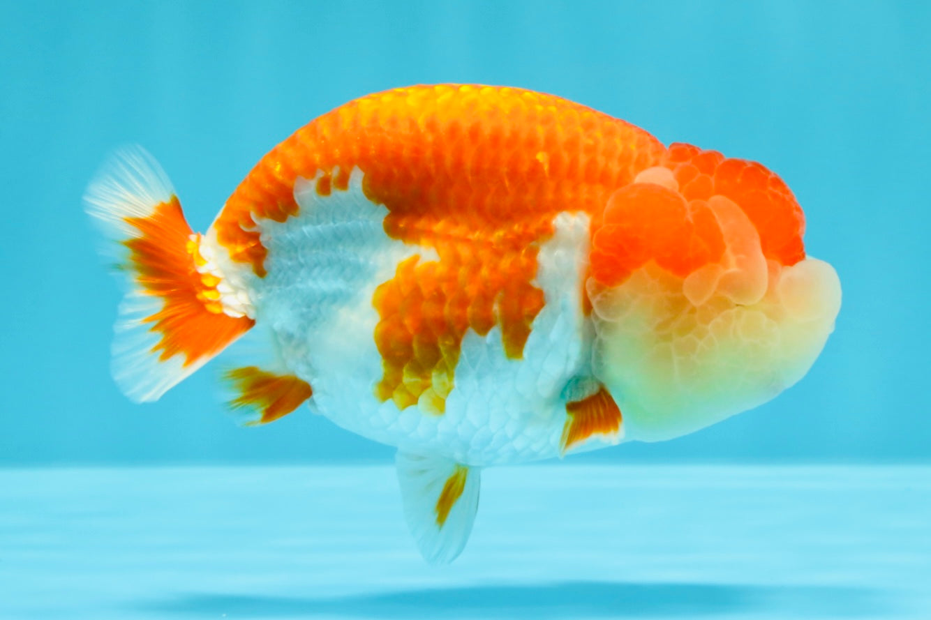 AAA Grade Peekaboo Dragon Head Red White LionQueen 4.5 inches #022726LC_27