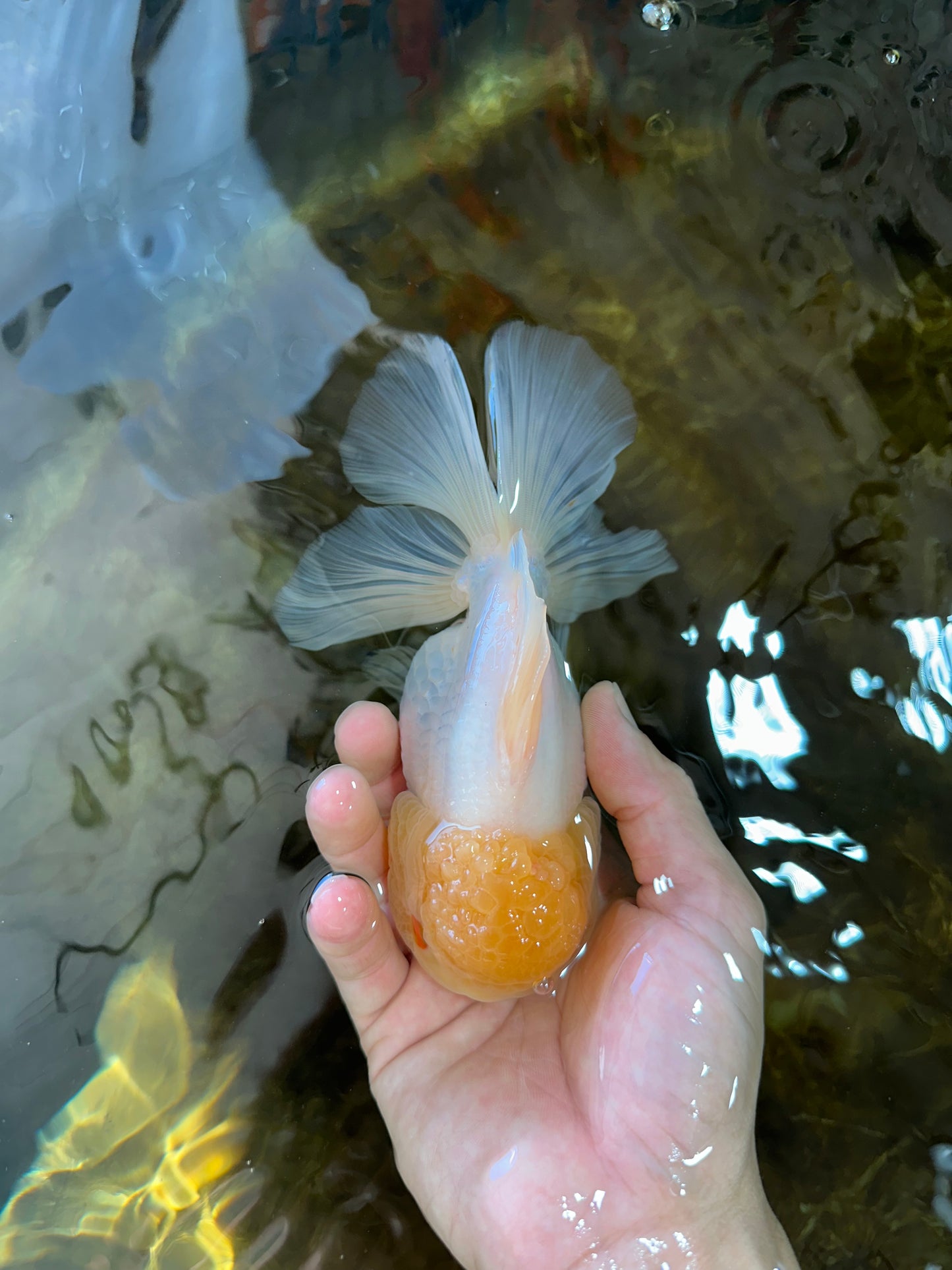 A Grade CLOUDY White Oranda Female 6 inches #062025OR_23
