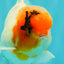 A Grade Sakura Oranda Male 6-6.5 inches #071026OR_32
