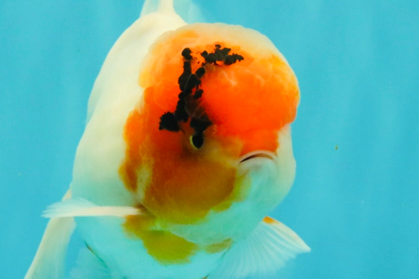 A Grade Sakura Oranda Male 6-6.5 inches #071026OR_32