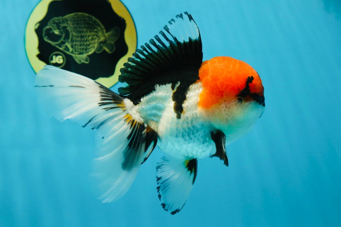 A Grade Tricolor Oranda Male 5.5 inches #050925OR_44