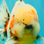CHONKY AAA Grade Calico Oranda Male 6-6.5 inches #101626OR_21