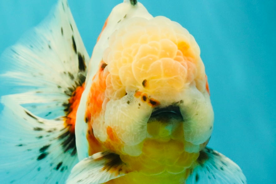 CHONKY AAA Grade Calico Oranda Male 6-6.5 inches #101626OR_21