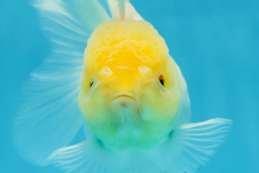 A Grade Snow White Oranda Female 5 inches #042525OR_03