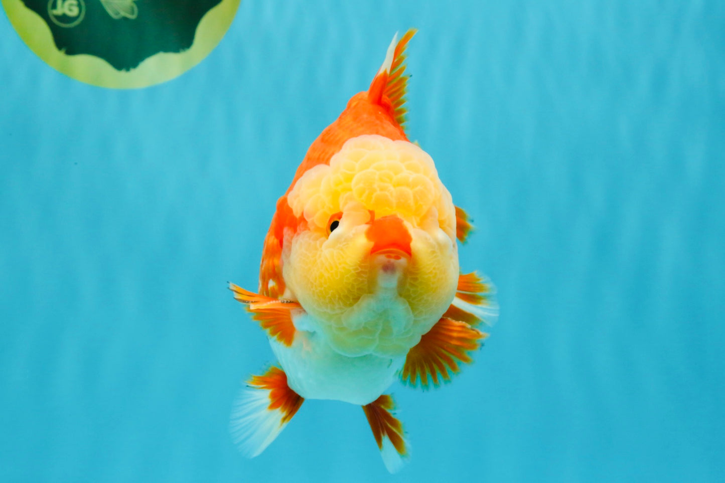 SUPER CUTE AAA Grade Godzilla Red White Yuanbao Male 6 inches #022726YB_02