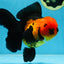 AAA Grade UNIQUE Apache Oranda Female 5.5-6 inches #080825OR_09