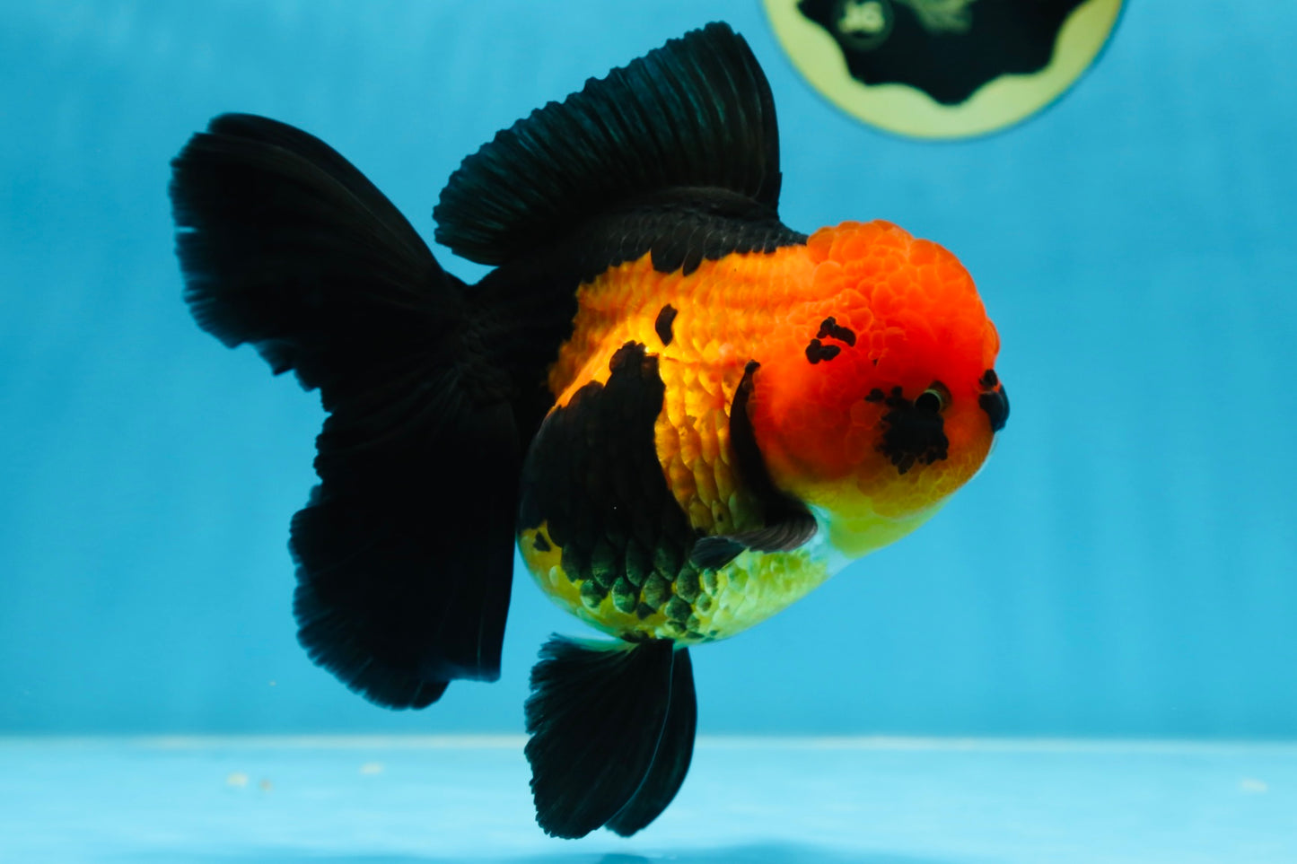 AAA Grade UNIQUE Apache Oranda Female 5.5-6 inches #080825OR_09