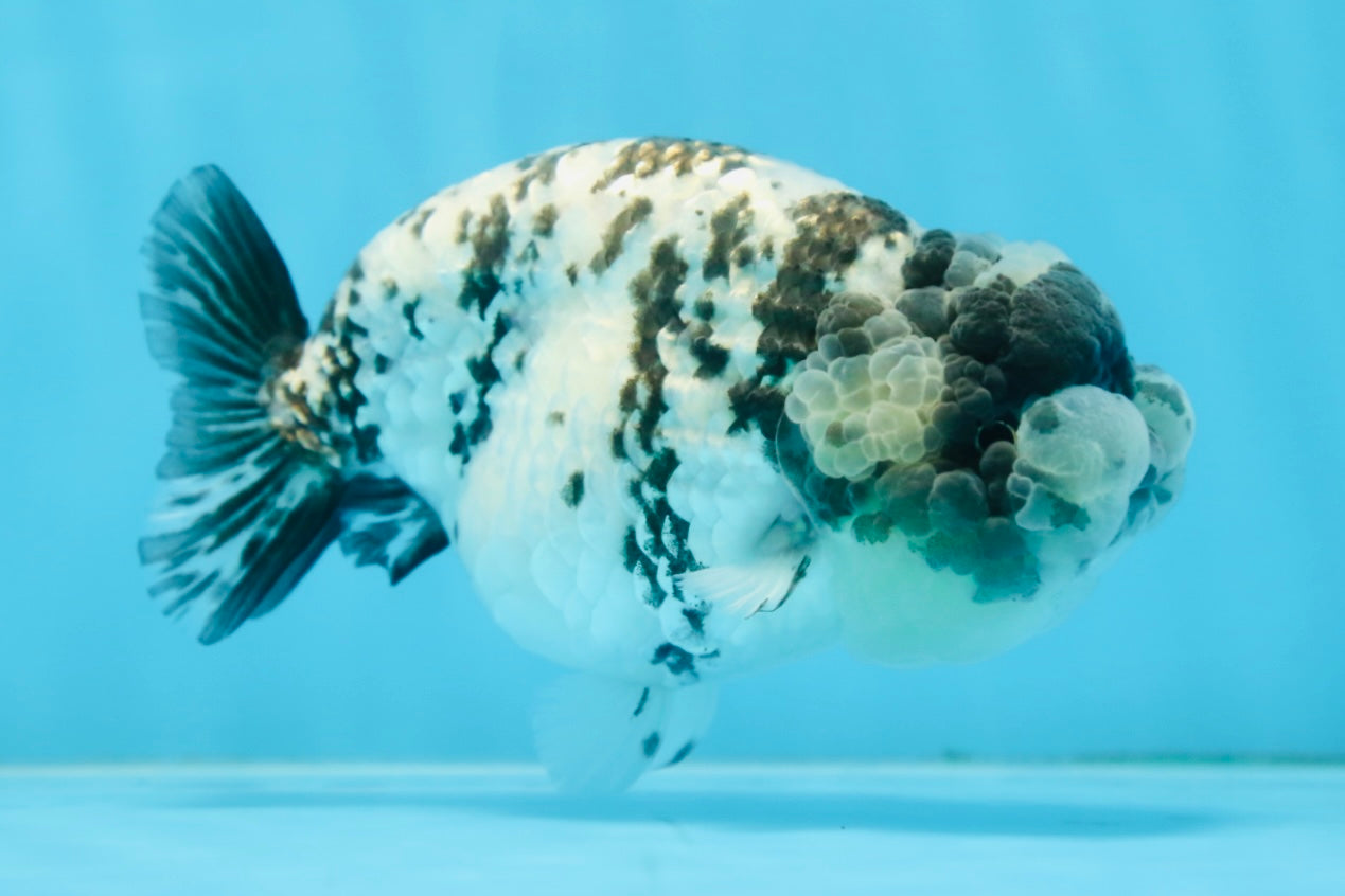 AAA Grade UNIQUE White Tiger LionQueen 4.5-5 inches #090525LC_03