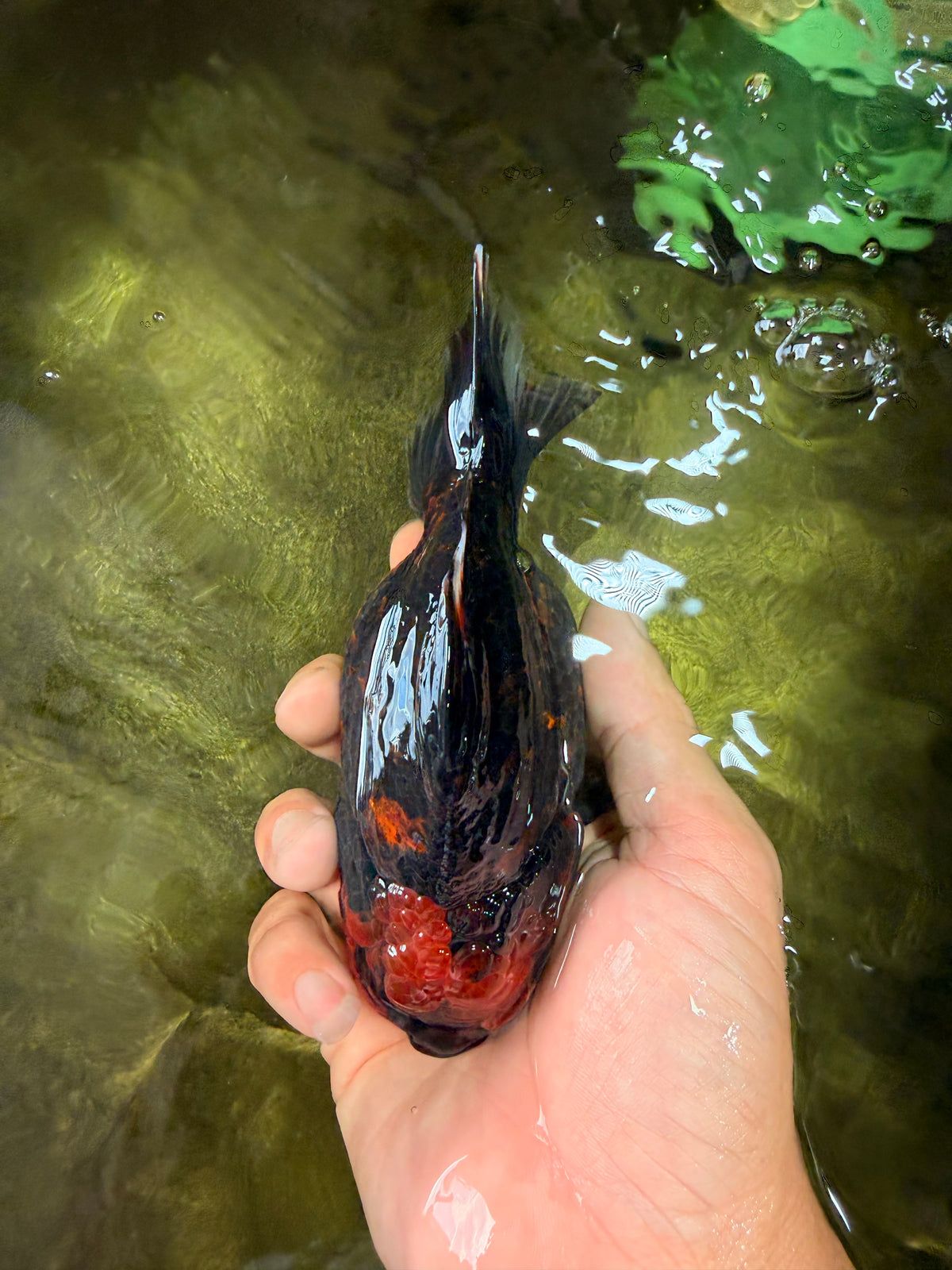 CHUNKY A Grade Tiger Yuanbao Female 5-5.5 inches #091826YB_10