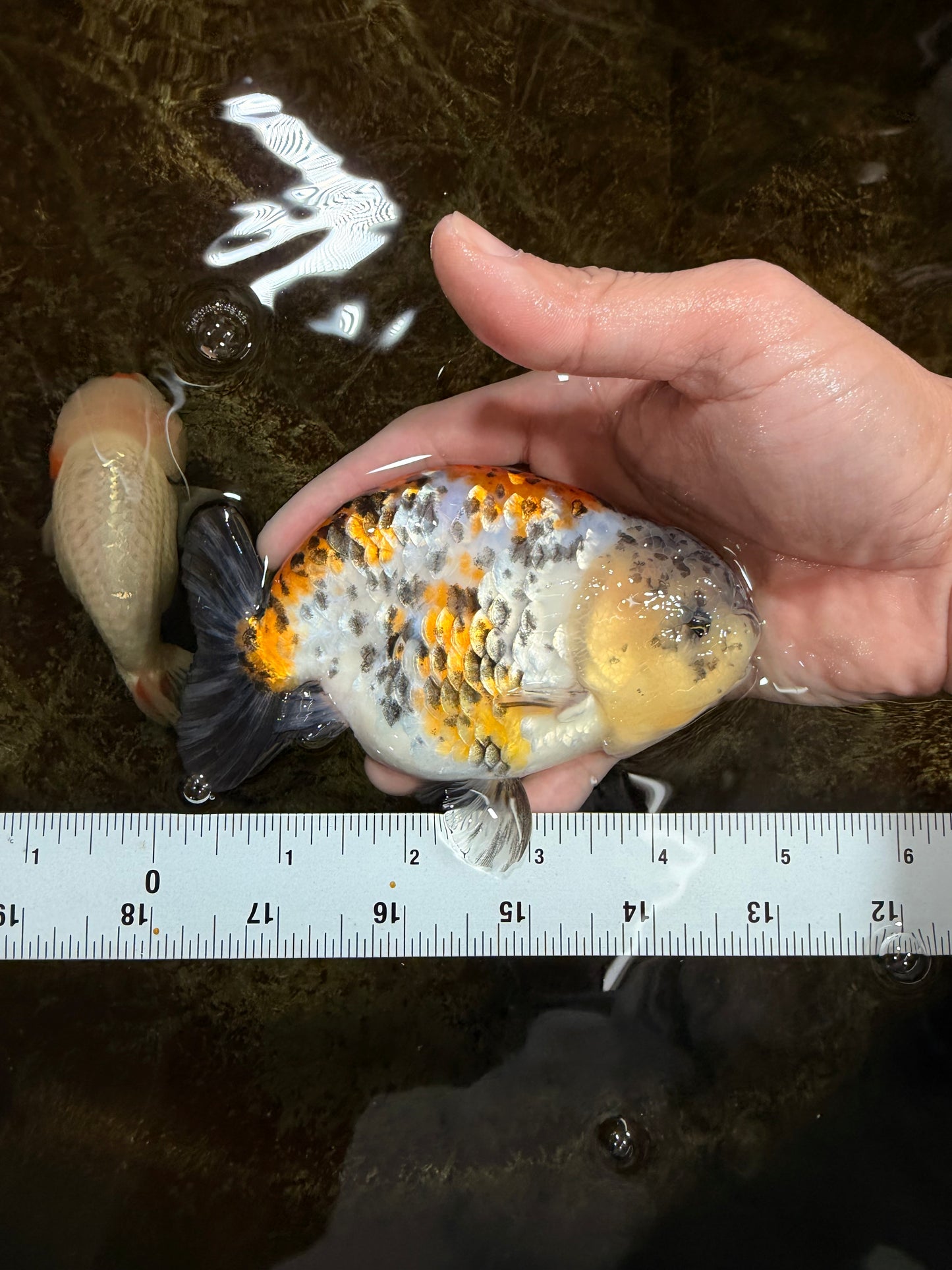 A Grade Tricolor Tiger LionKing 4.5-5 inches #112125LC_02