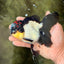 Tricolor Oranda Female 5.5 inches #082126OR_12