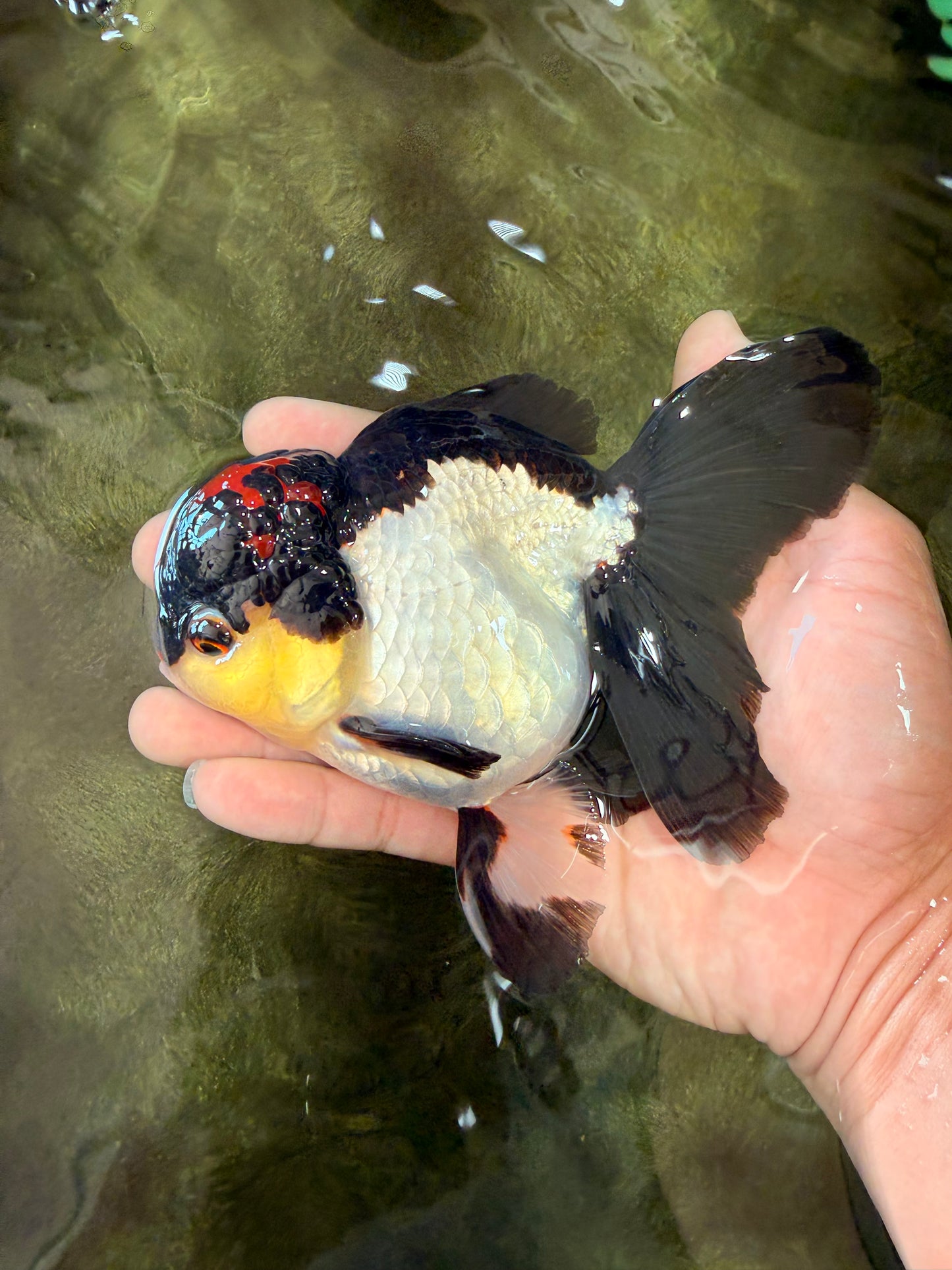 Tricolor Oranda Female 5.5 inches #082126OR_12