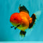A Grade Apache Oranda Female 5 inches #100926OR_26