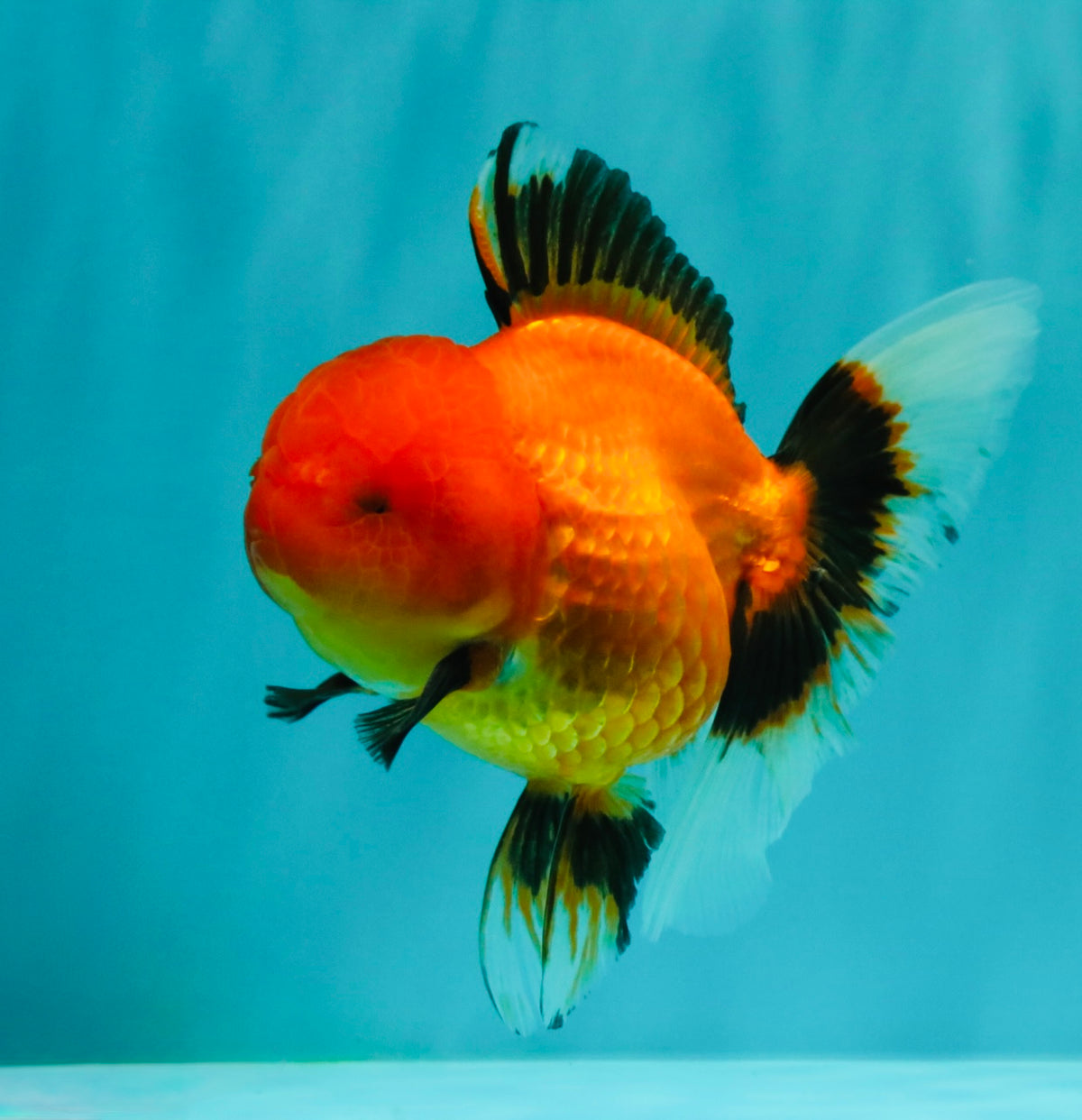 A Grade Apache Oranda Female 5 inches #100926OR_26