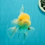 A Grade Super Chubby Lemonhead Button Eyes Oranda Male 5-5.5 inches #110824OR_12