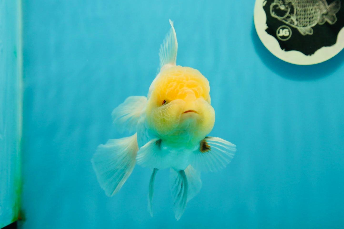 A Grade Super Chubby Lemonhead Button Eyes Oranda Male 5-5.5 inches #110824OR_12