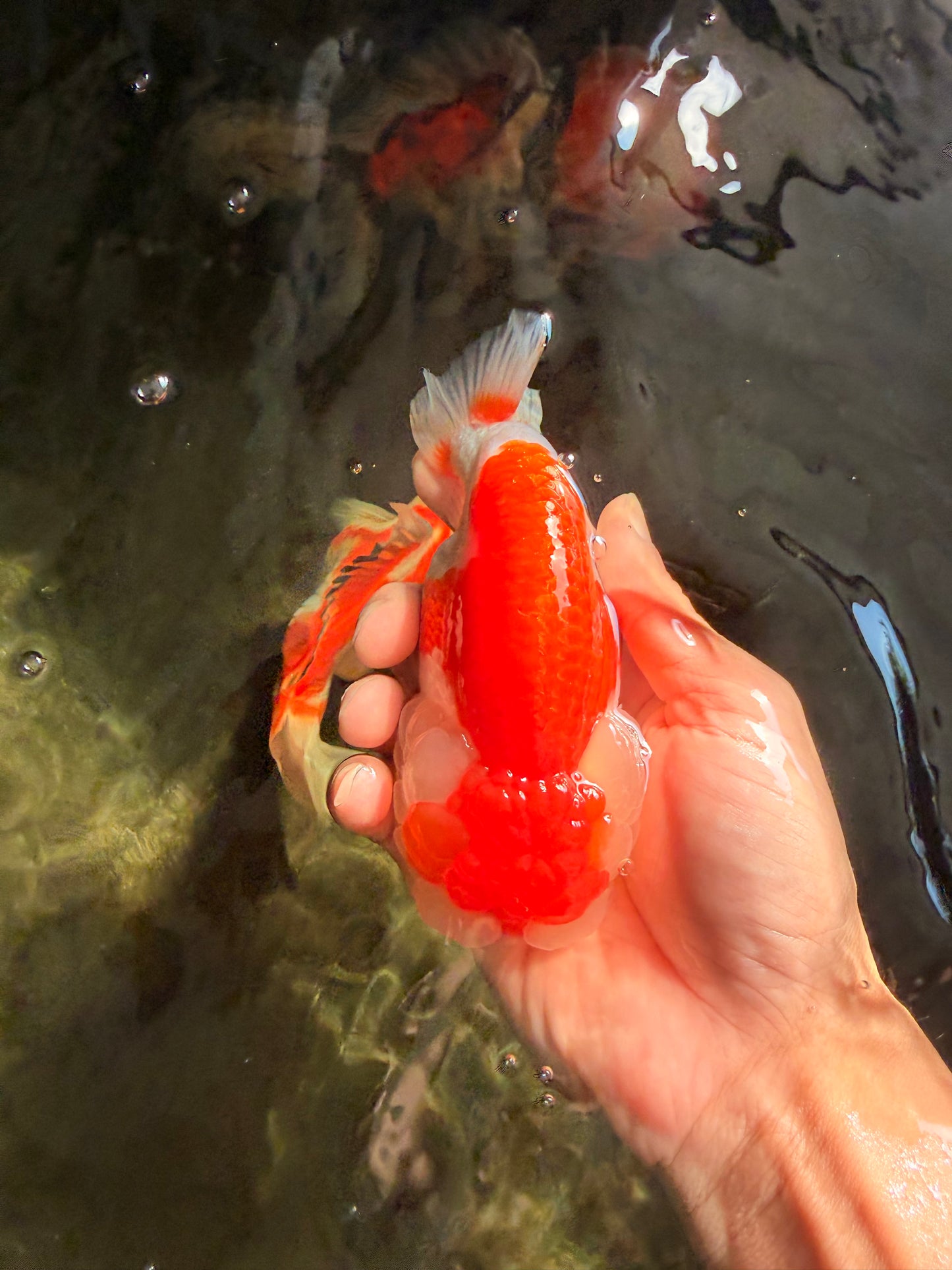 FLUFFY WEN A Grade Red White LionQueen Female 5 inches #051526LC_14