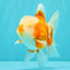 A Grade Jade Head Red White Oranda Male 5-5.5 inches #062626OR_25