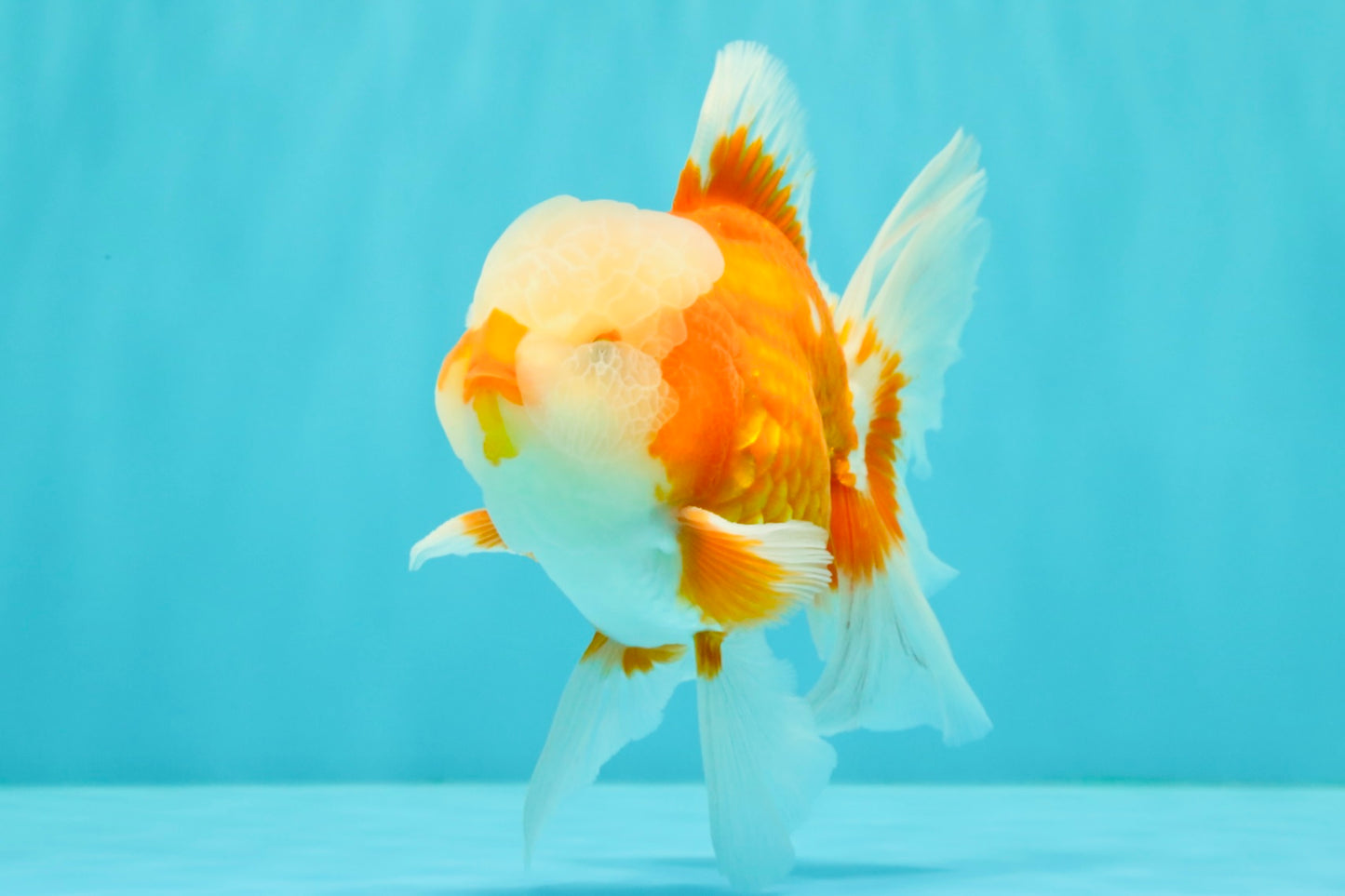 A Grade Jade Head Red White Oranda Male 5-5.5 inches #062626OR_25