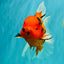 A Grade Tiger Oranda Female 7.5 inches #101626OR_16