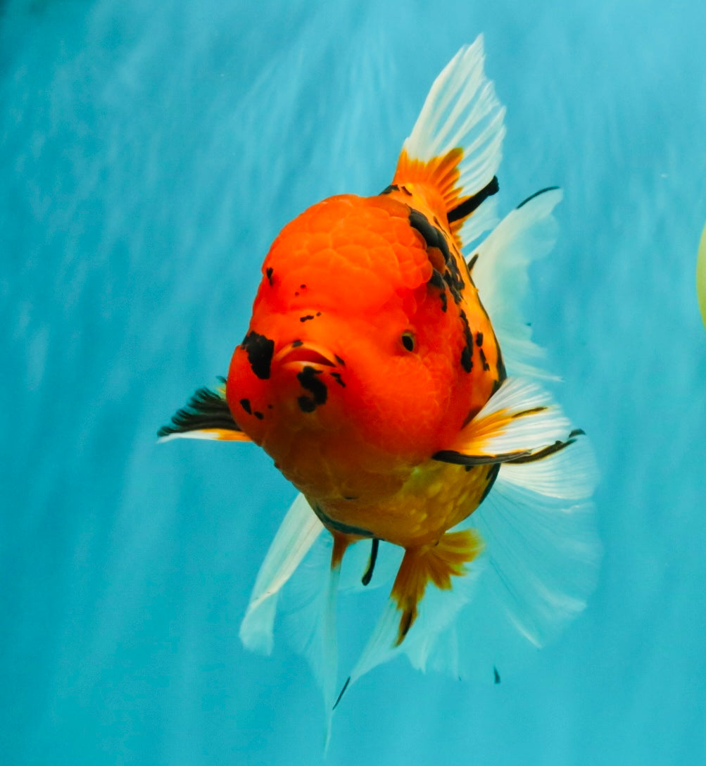 A Grade Tiger Oranda Female 7.5 inches #101626OR_16