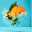 A Grade Tricolor Oranda Female 6 inches #082126OR_10
