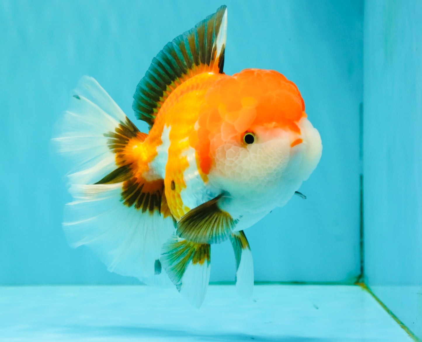 A Grade Tricolor Oranda Female 6 inches #082126OR_10