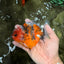Calico Yuanbao Male 4.5-5 inches #073126YB_15