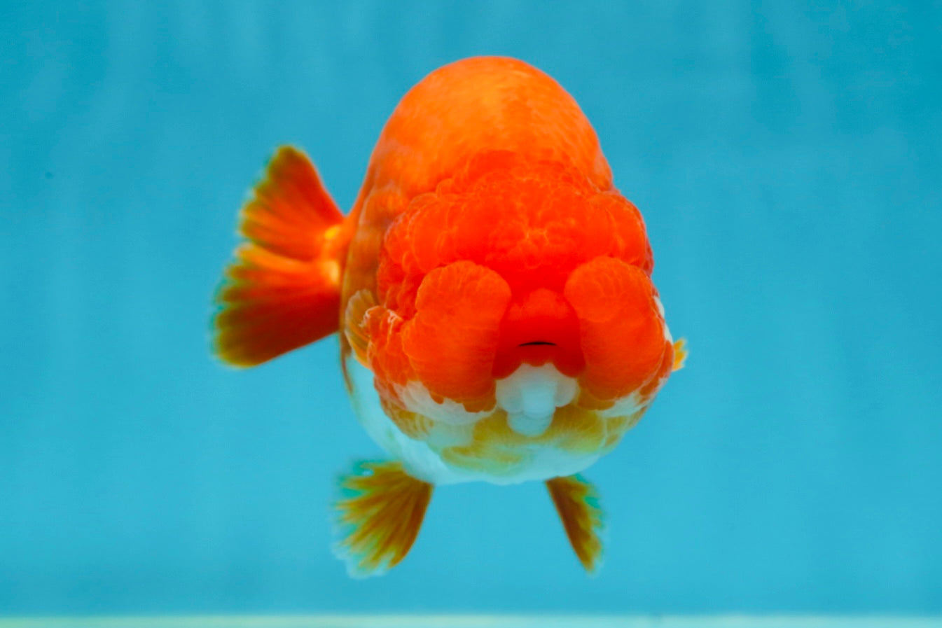 AAA Grade Cherry Red White LionQueen 5 inches #050925LC_16