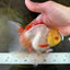 A Grade Butterfly White Orange Oranda Female 5.5 inches #062725OR_23