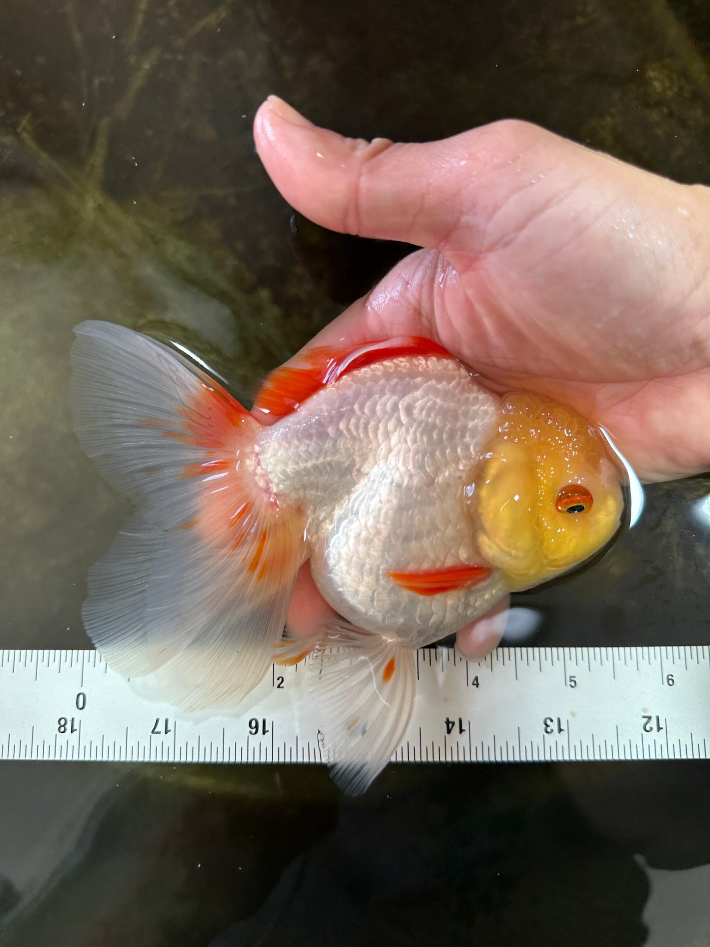 A Grade Butterfly White Orange Oranda Female 5.5 inches #062725OR_23