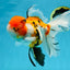 A Grade Jumbo MASSIVE BUTTERFLY TAIL Tricolor Sakura Oranda Female 6.5 inches #010325OR_03