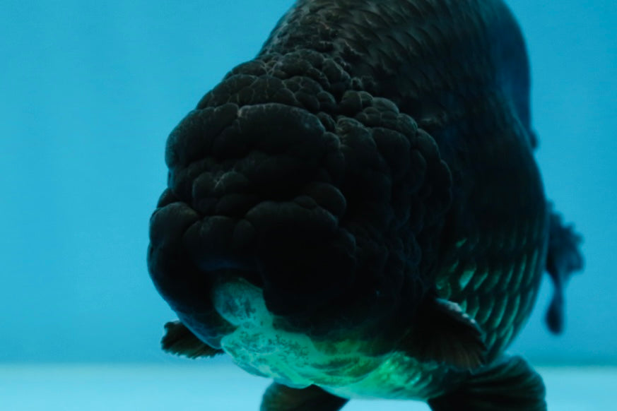 A Grade CHUNKY Black LionKing 4.5-5 inches #062025LC_04