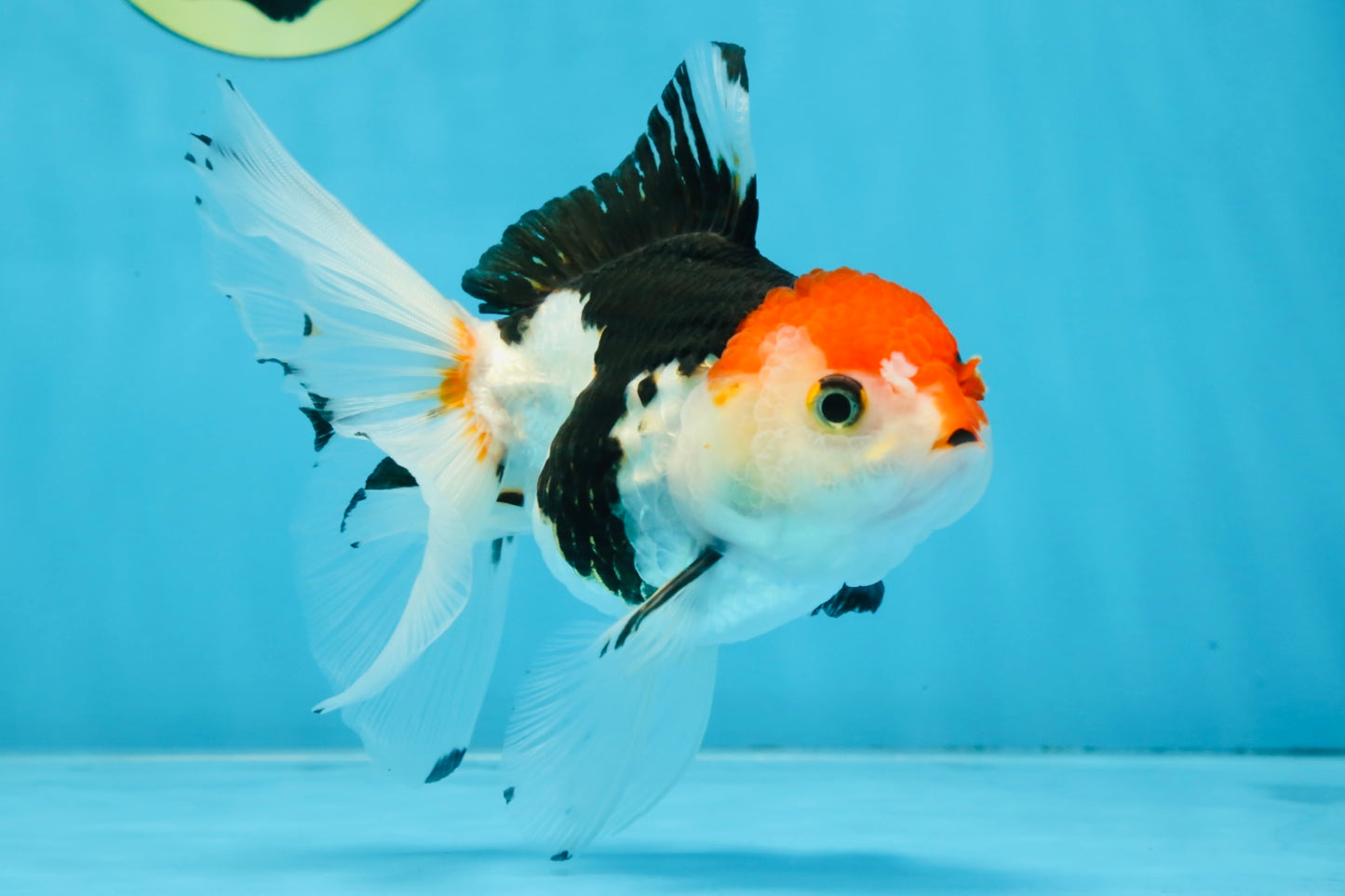 Tricolor Oranda Female 5-5.5 inches #100325OR_16