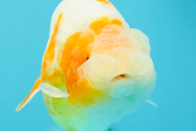 BEAUTY Sakura Chinese Ranchu Male 5-5.5 inches #032026RC_31