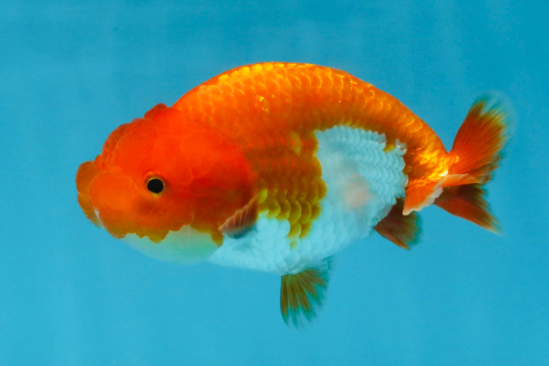 A Grade Red White LionQueen 4 inches #112825LC_07