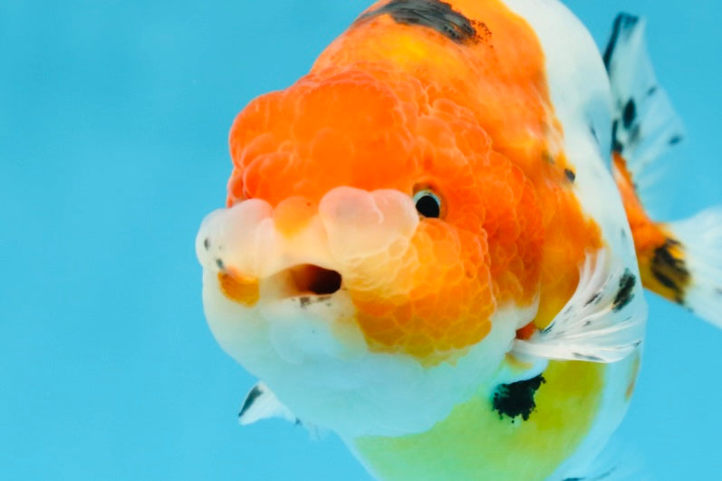 A Grade Freckled Chubby Calico LionKing 4.5 inches #062025LC_07