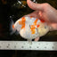 THICK BODY AAA Grade Chinese Kohaku Sakura Ranchu Female 5-5.5 inches #101725RC_16