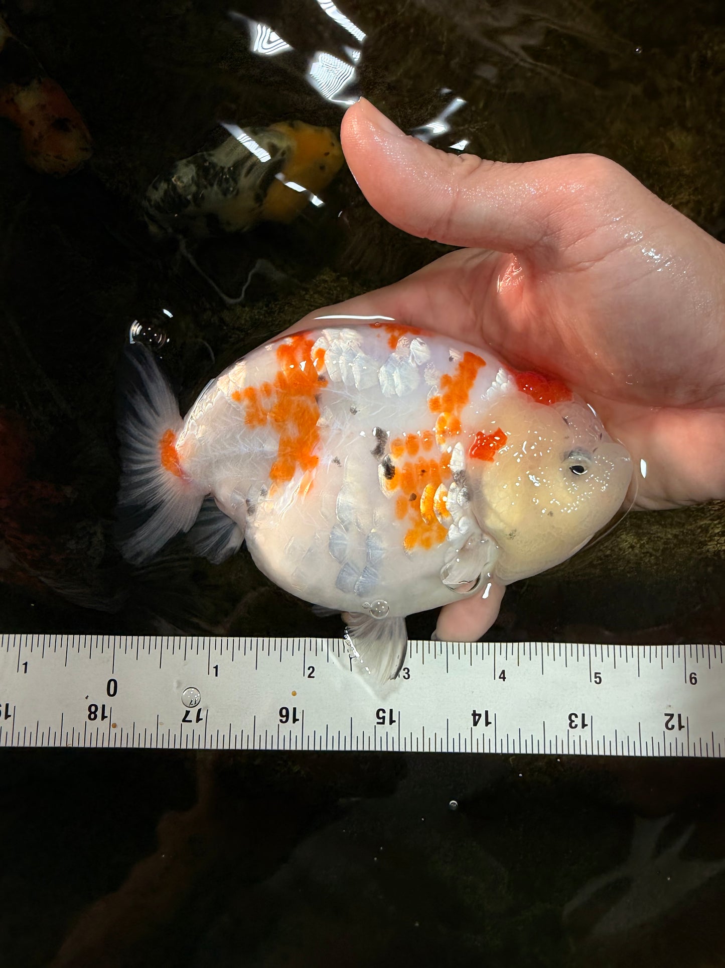 THICK BODY AAA Grade Chinese Kohaku Sakura Ranchu Female 5-5.5 inches #101725RC_16
