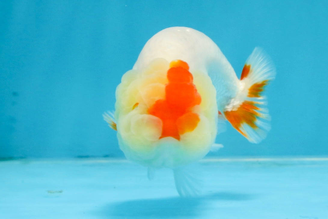 AAA Grade Red White LionQueen 4 inches #103125LC_28