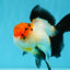 Tricolor Oranda Female 5-5.5 inches #041026OR_06