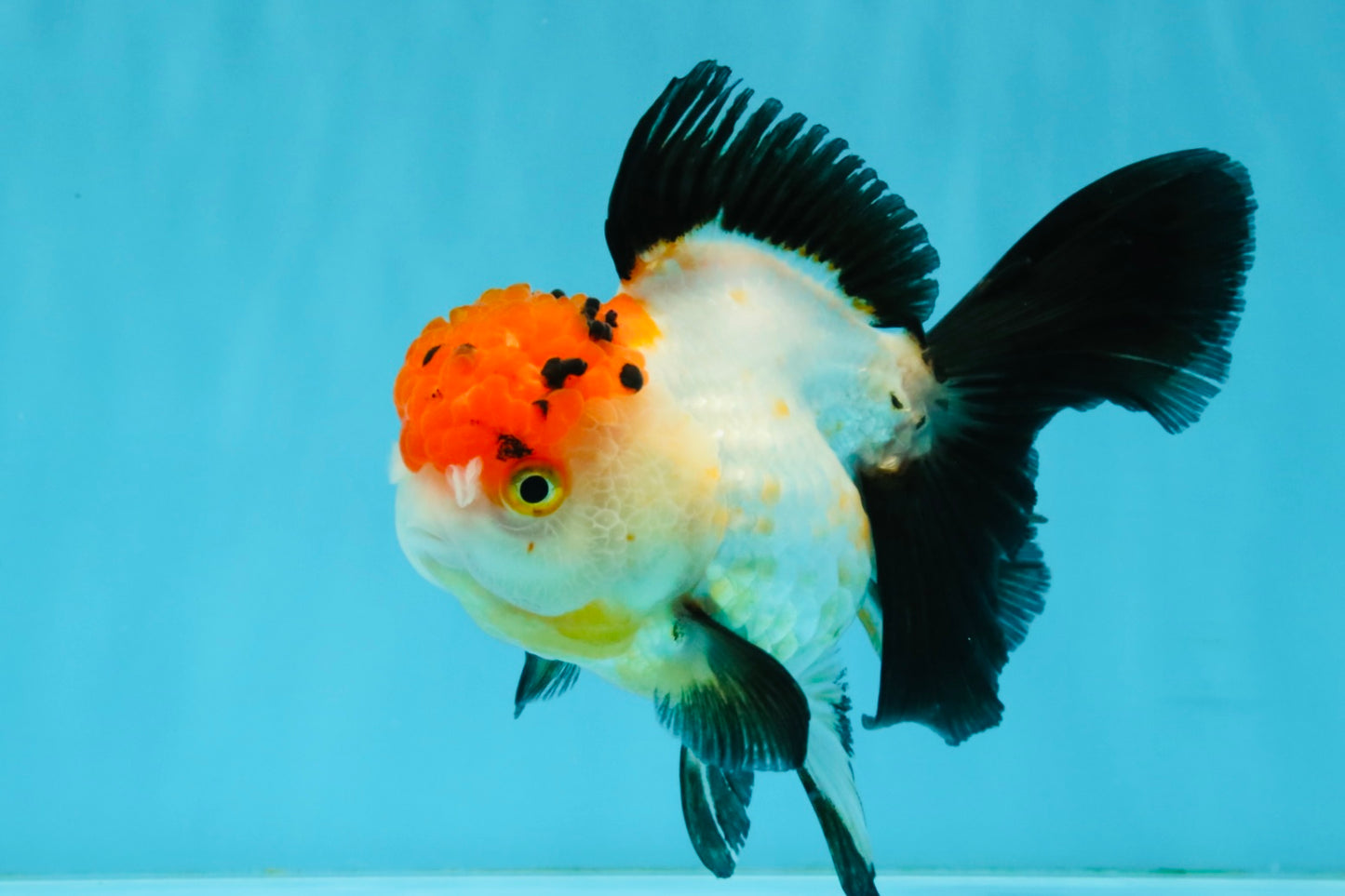 Tricolor Oranda Female 5-5.5 inches #041026OR_06