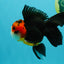Tricolor Button Eyes Oranda Male 5.5 inches #032026OR_15