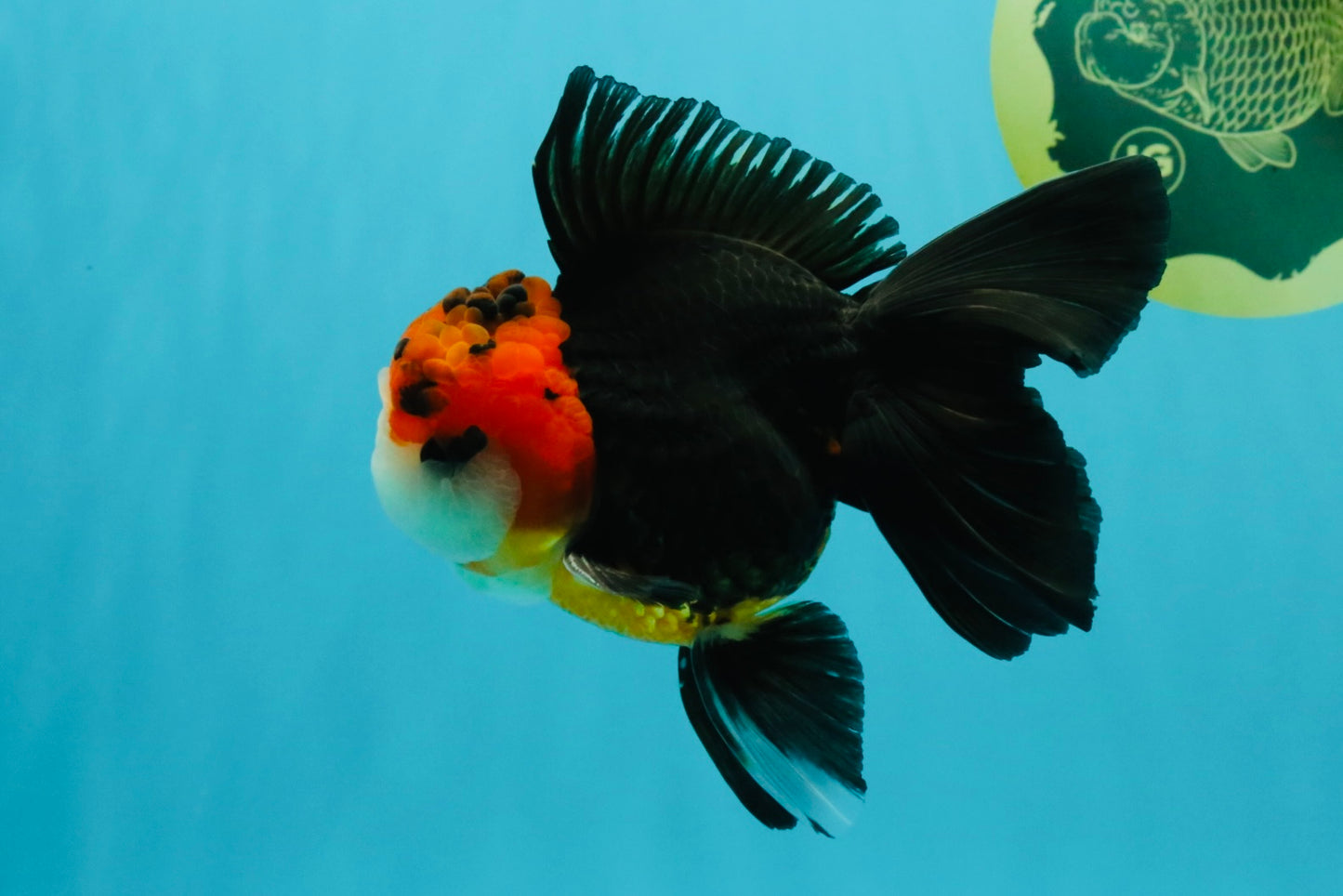 Tricolor Button Eyes Oranda Male 5.5 inches #032026OR_15