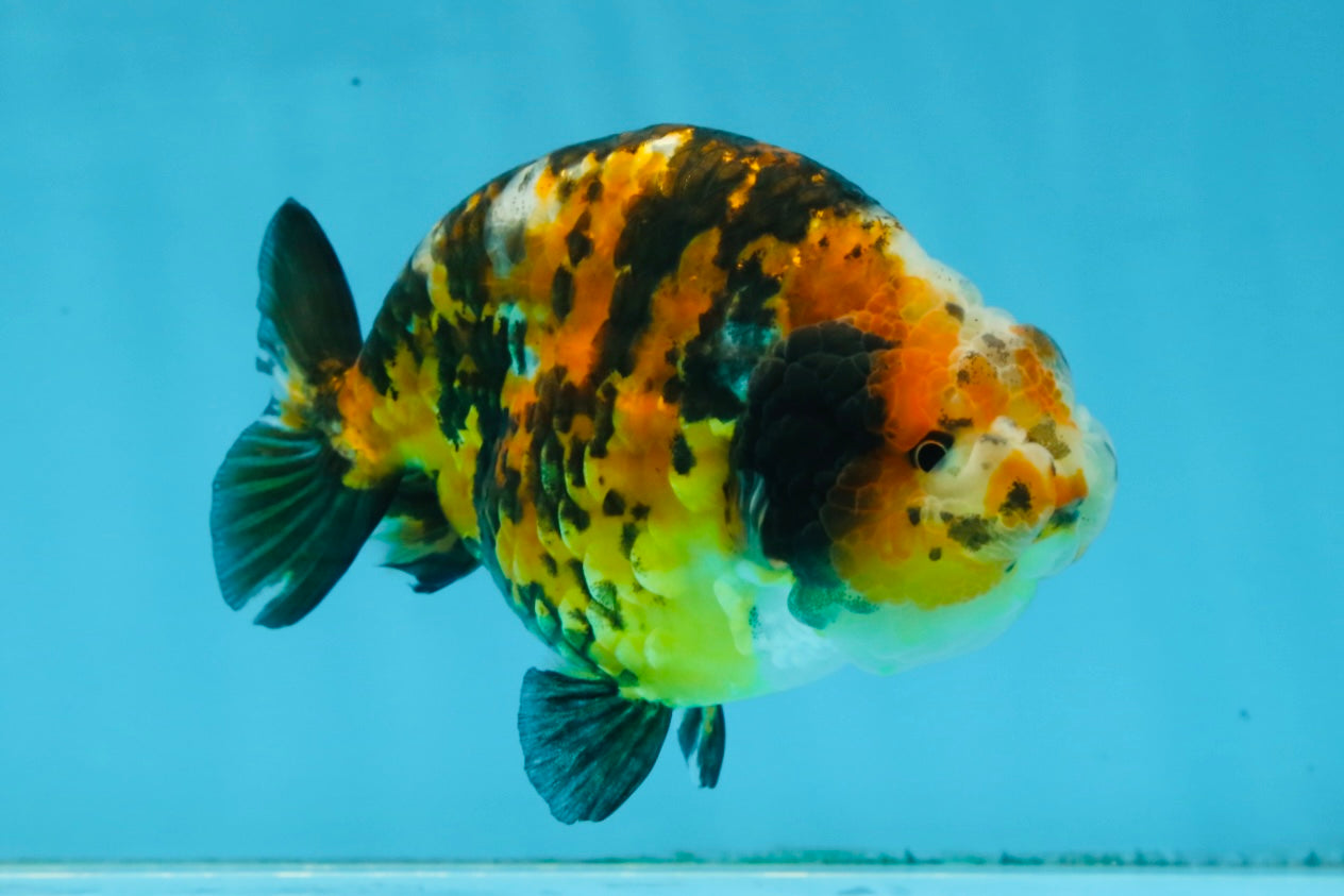 AAA Grade Chinese Calico Ranchu Female 4.5-5 inches #101725RC_17