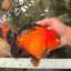 CHARLIE AAA Grade Apache Yuanbao Male 6.5 inches #071726YB_14