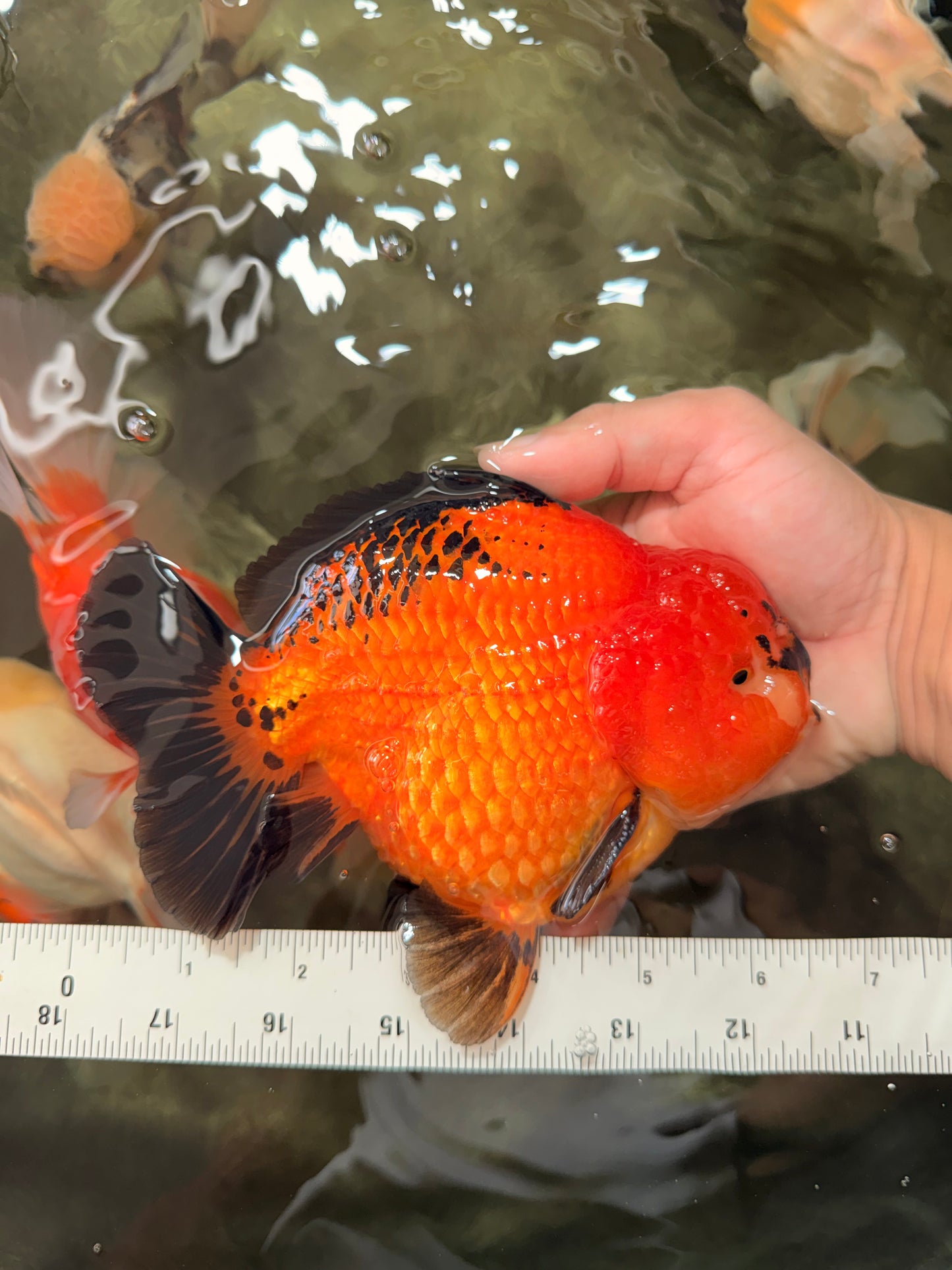 CHARLIE AAA Grade Apache Yuanbao Male 6.5 inches #071726YB_14