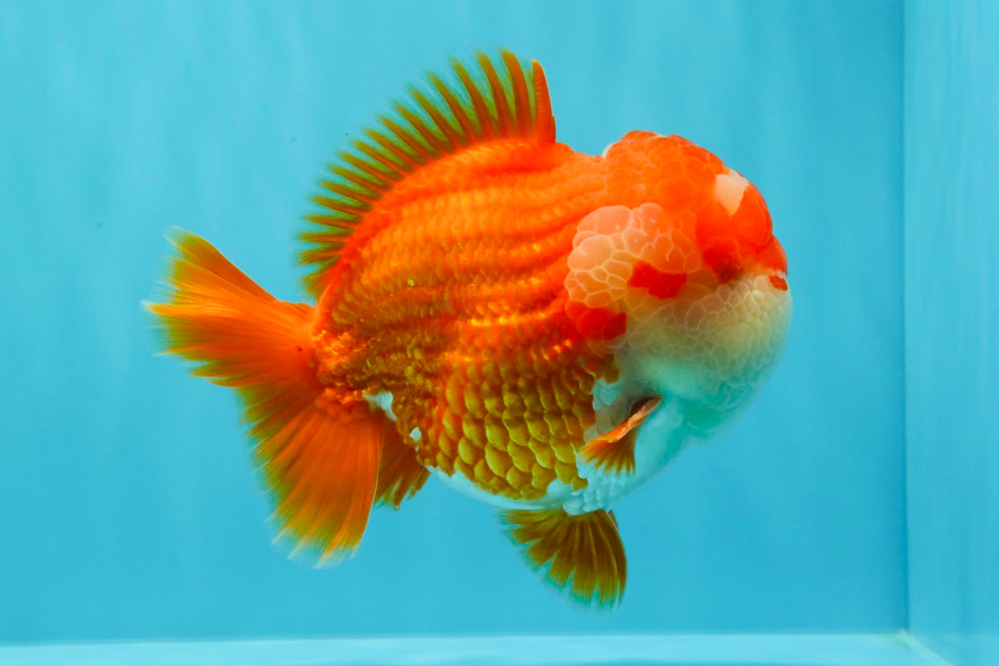 SUPER CUTE AAA Grade Godzilla Red White Yuanbao Male 5.5 inches #030626YB_09