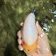 AAA Grade Diamond Scale White Sakura Ranchu Male 5.5-6 inches #100226RC_26